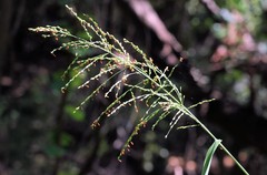 Panicum deustum
