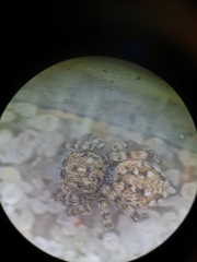 Attulus distinguendus