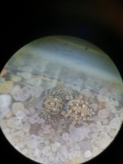 Attulus distinguendus