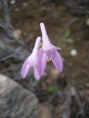 Disa bifida