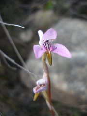 Disa bifida