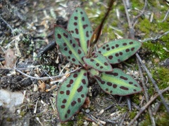 Disa bifida
