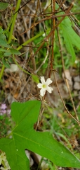 Echinopepon wrightii