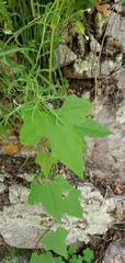 Echinopepon wrightii