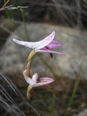 Disa bifida