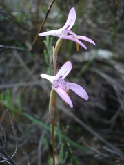 Disa bifida