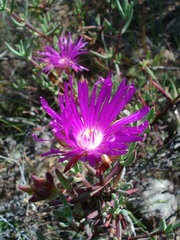 Lampranthus haworthii