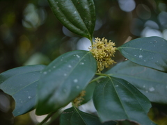Cinnamomum cassia