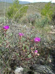 Lampranthus haworthii