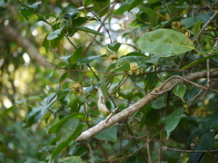 Cinnamomum cassia