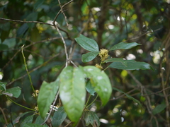 Cinnamomum cassia