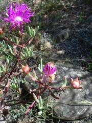 Lampranthus haworthii