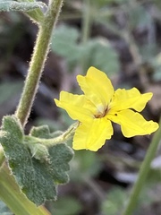 Goodenia rotundifolia