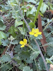 Goodenia rotundifolia