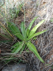 Chlorophytum crispum