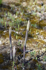 Limodorum trabutianum