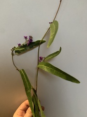 Hardenbergia violacea