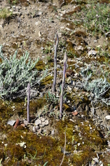 Limodorum trabutianum