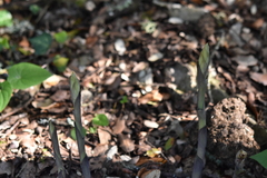 Limodorum trabutianum