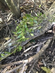 Dendrobium pugioniforme