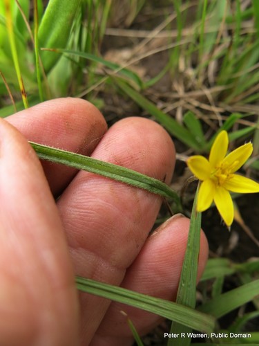 Grass star-flower (Hypoxis filiformis)