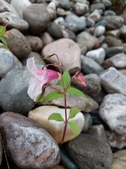 Impatiens glandulifera