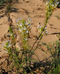 Hebenstretia parviflora