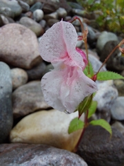 Impatiens glandulifera