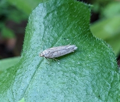 Lepidoptera