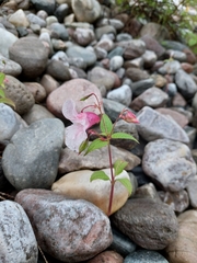 Impatiens glandulifera