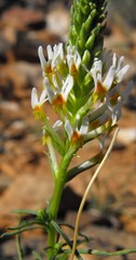 Hebenstretia parviflora