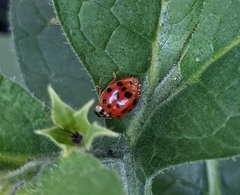Harmonia axyridis