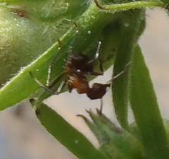 Anoplolepis custodiens