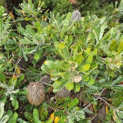Banksia aemula