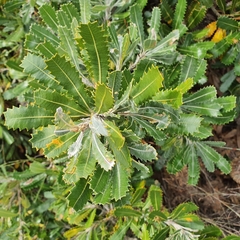 Banksia aemula