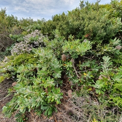 Banksia aemula