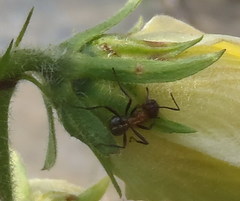 Anoplolepis custodiens