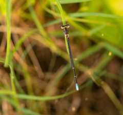 Argia apicalis