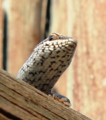 Trachylepis spilogaster