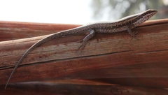 Trachylepis spilogaster
