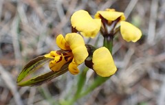 Diuris palustris