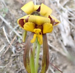 Diuris palustris