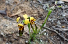 Diuris palustris