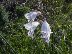 Gladiolus caeruleus