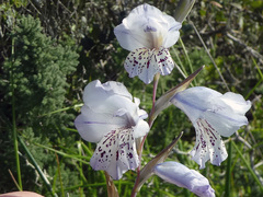 Gladiolus caeruleus