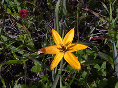 Pauridia linearis