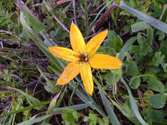 Pauridia linearis