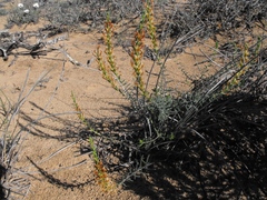 Hebenstretia robusta