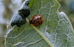 Harmonia axyridis