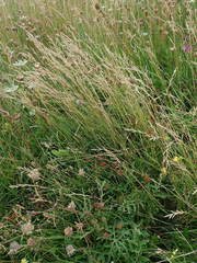 Brachypodium pinnatum